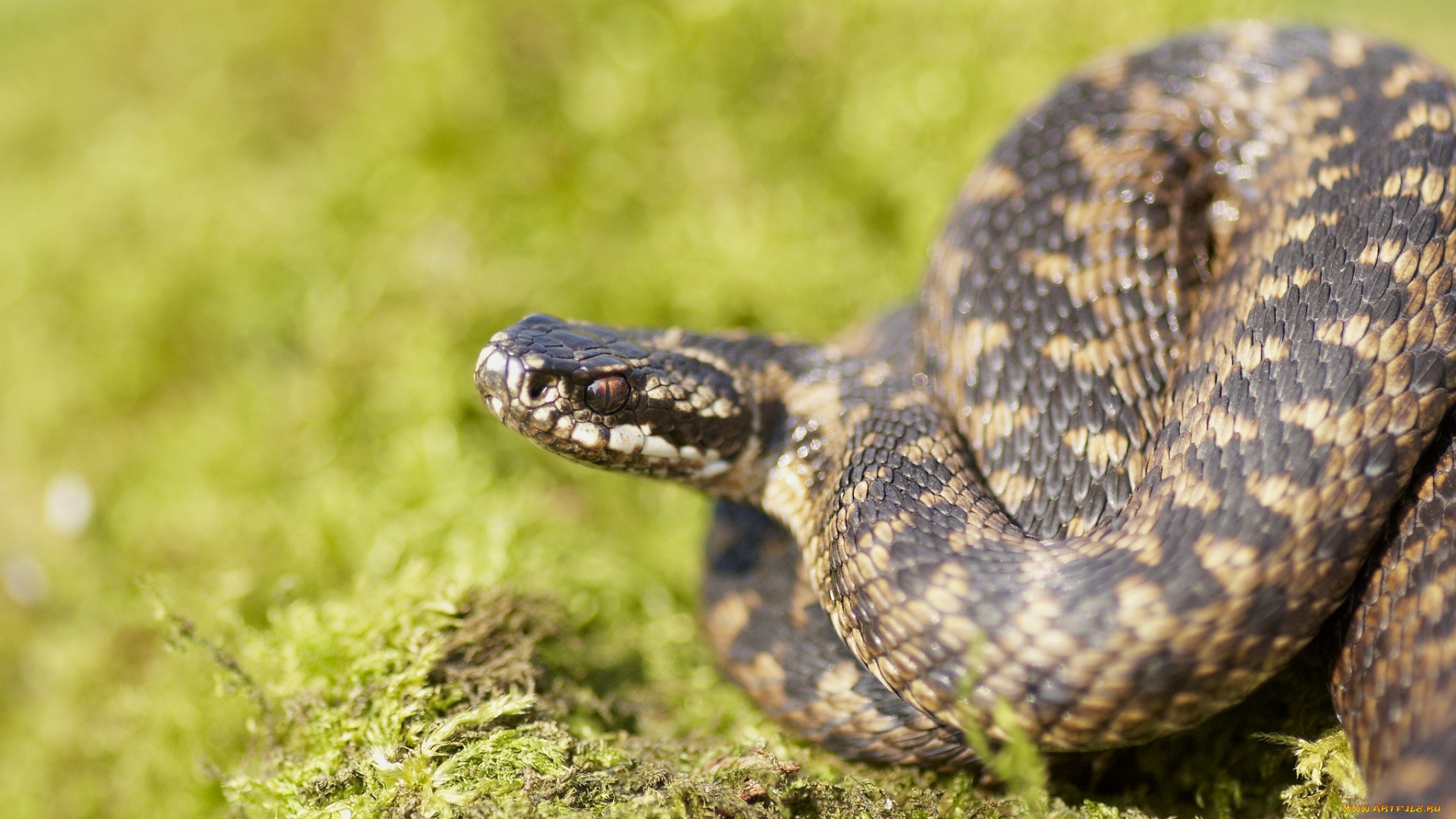Фото бесплатно змея, голова, коричневая