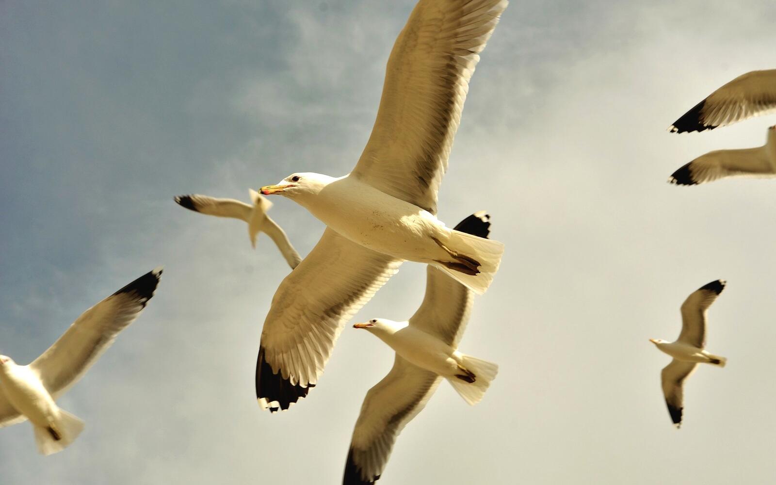 Wallpapers gulls flight wings on the desktop