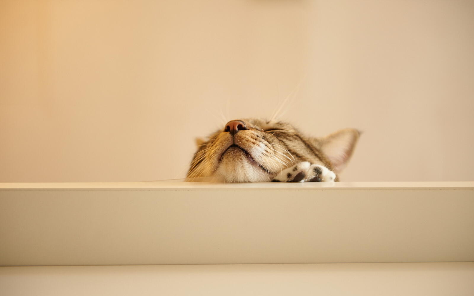 桌面上的壁纸猫 睡眠 枪口