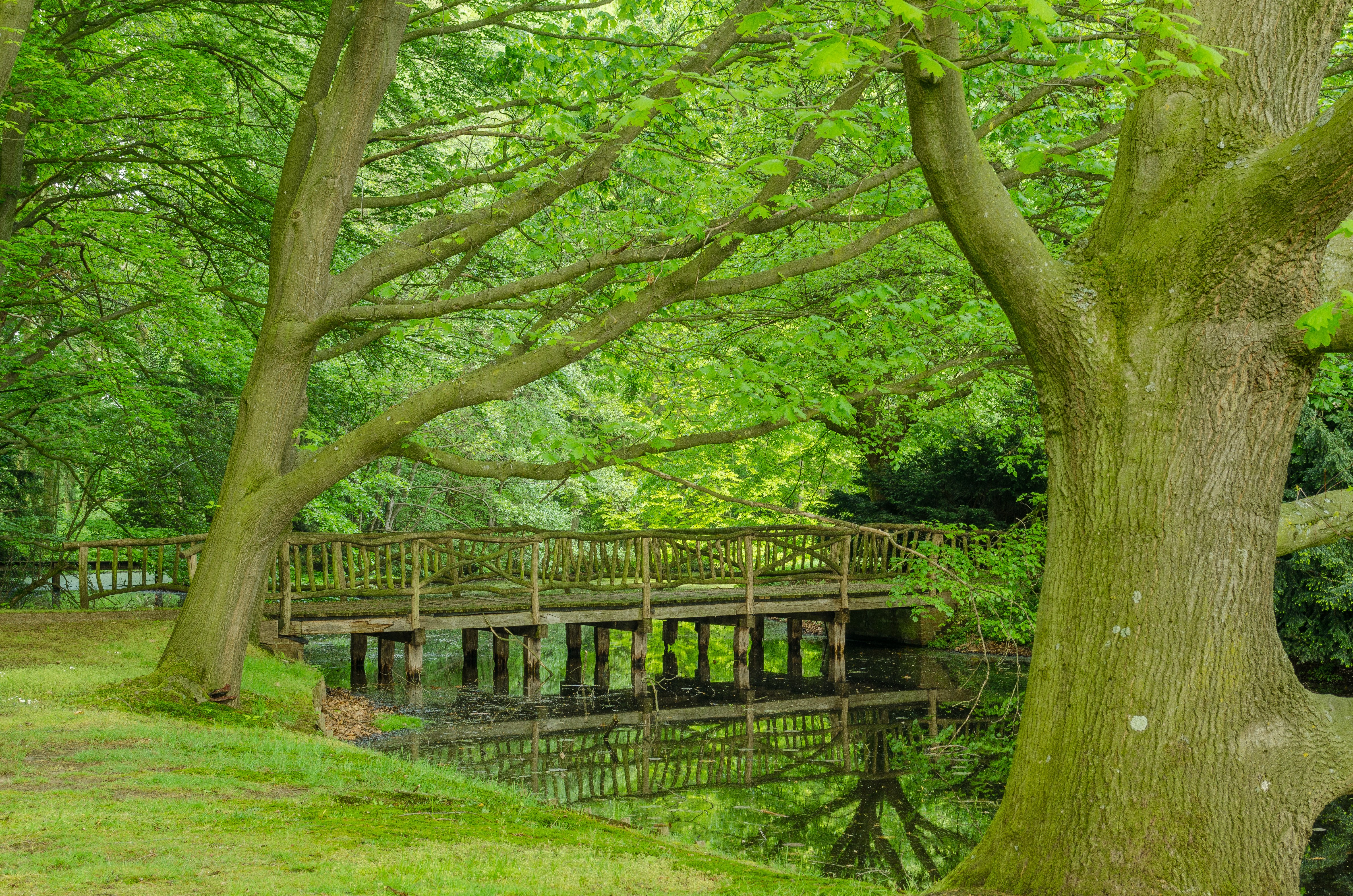 Фото бесплатно зеленая листва, мост, зеленые листья