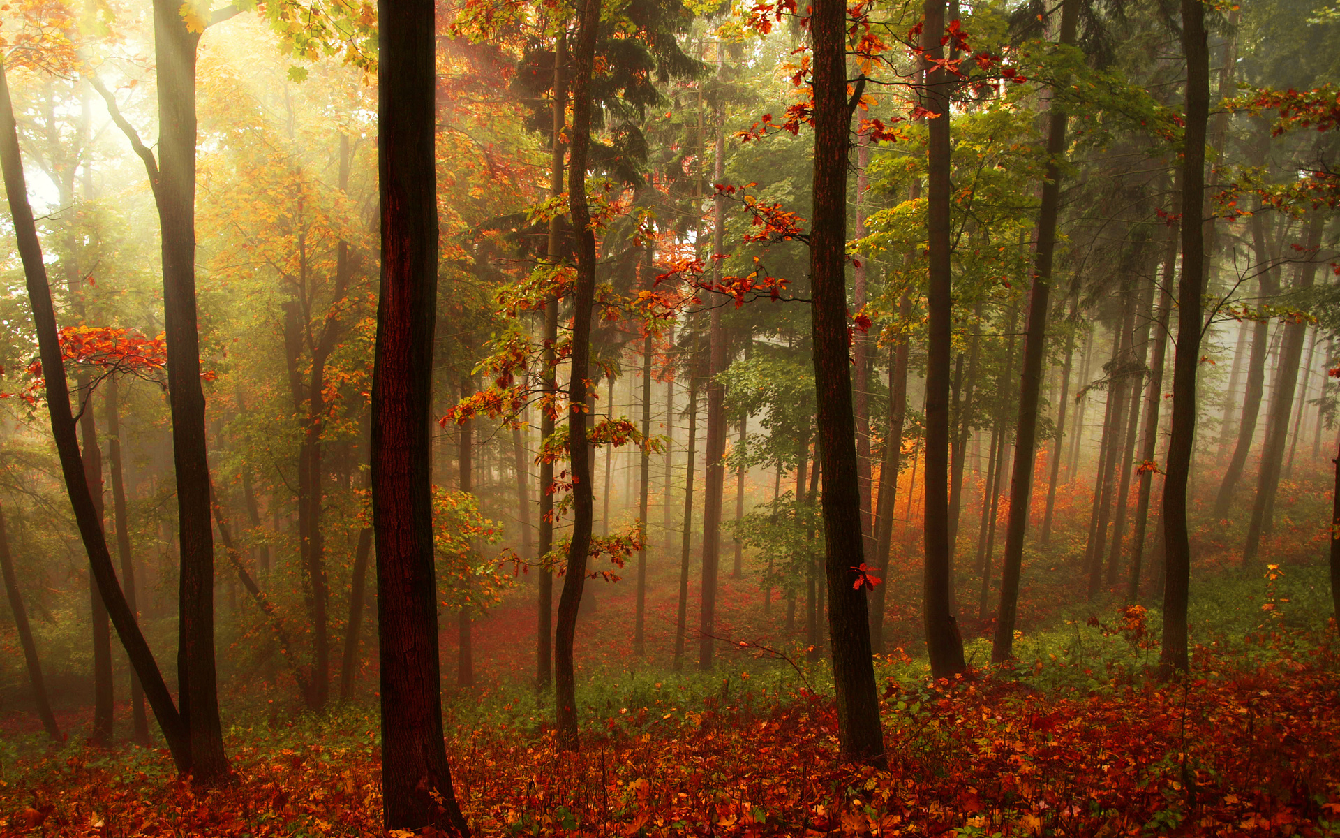Wallpapers nature forest foliage on the desktop
