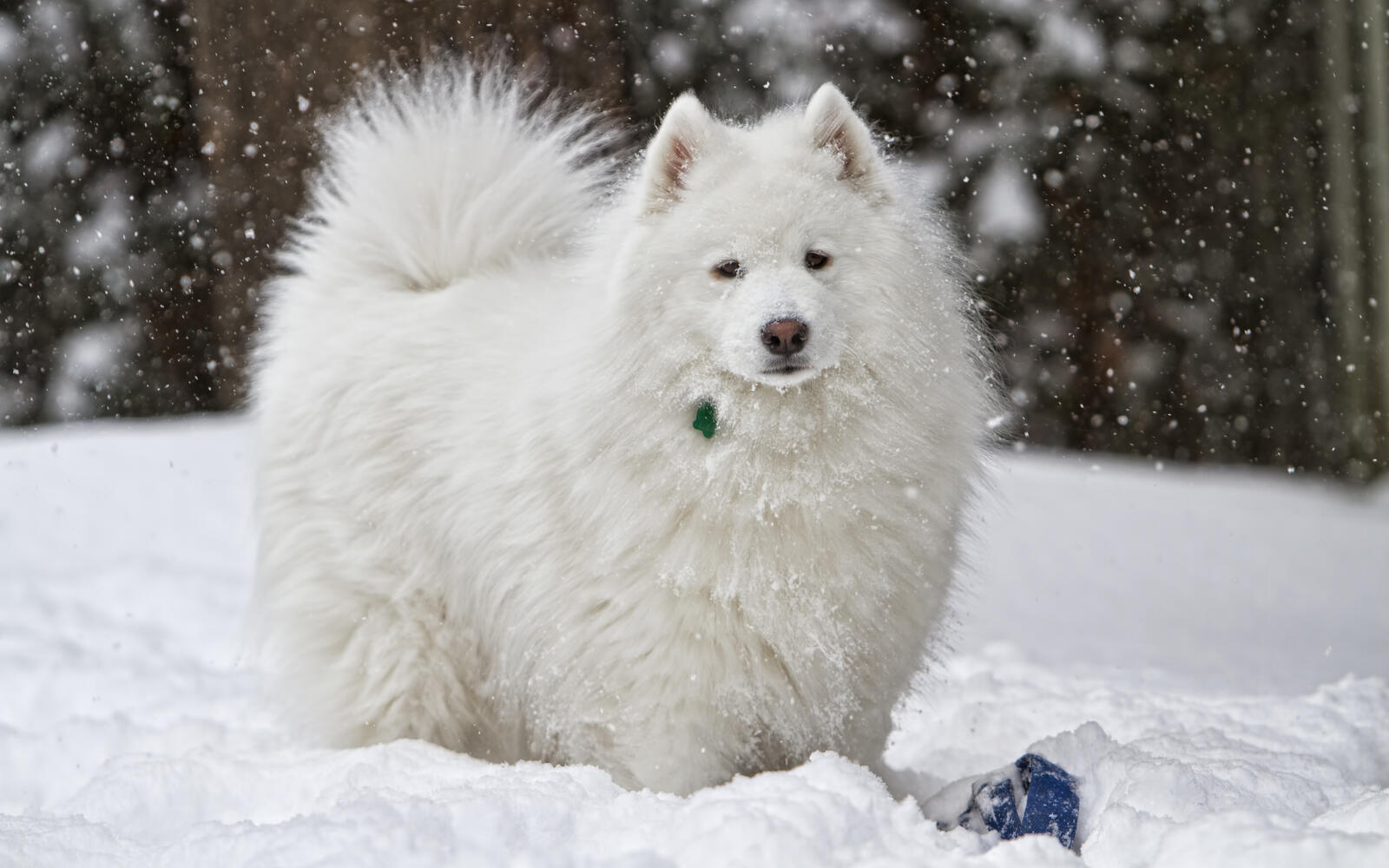 Wallpapers fluffy dog snow on the desktop
