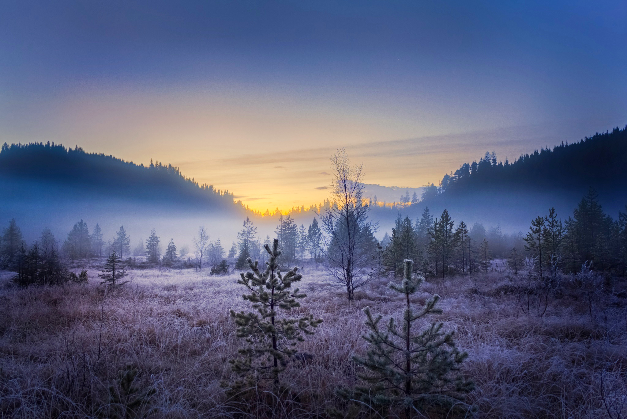 Фото бесплатно пейзаж, деревья, туман