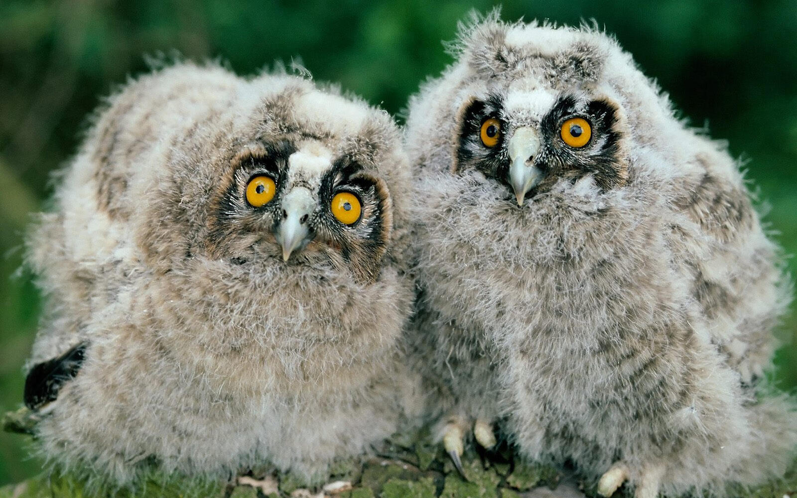 Wallpapers chicks eagle owl eyes on the desktop