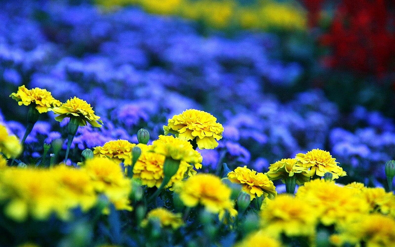 Wallpapers different yellow blue on the desktop