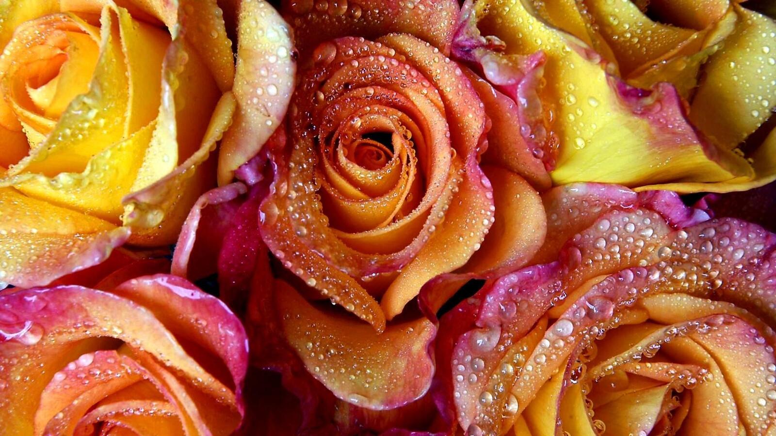 Wallpapers roses tender petals on the desktop