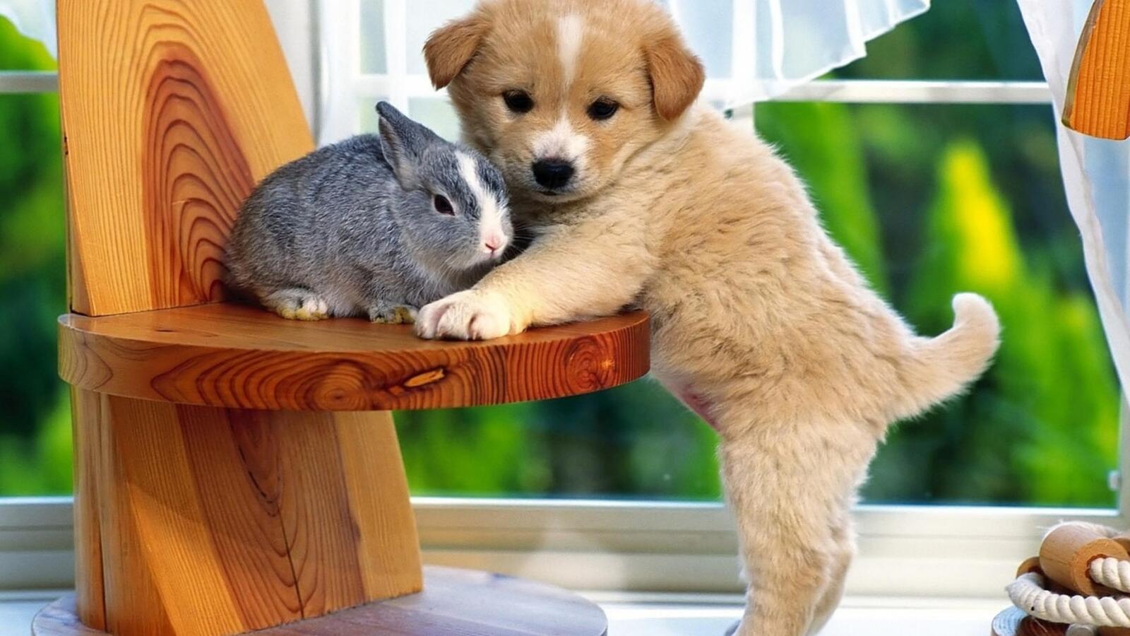 Обои щенок кролик заяц на рабочий стол