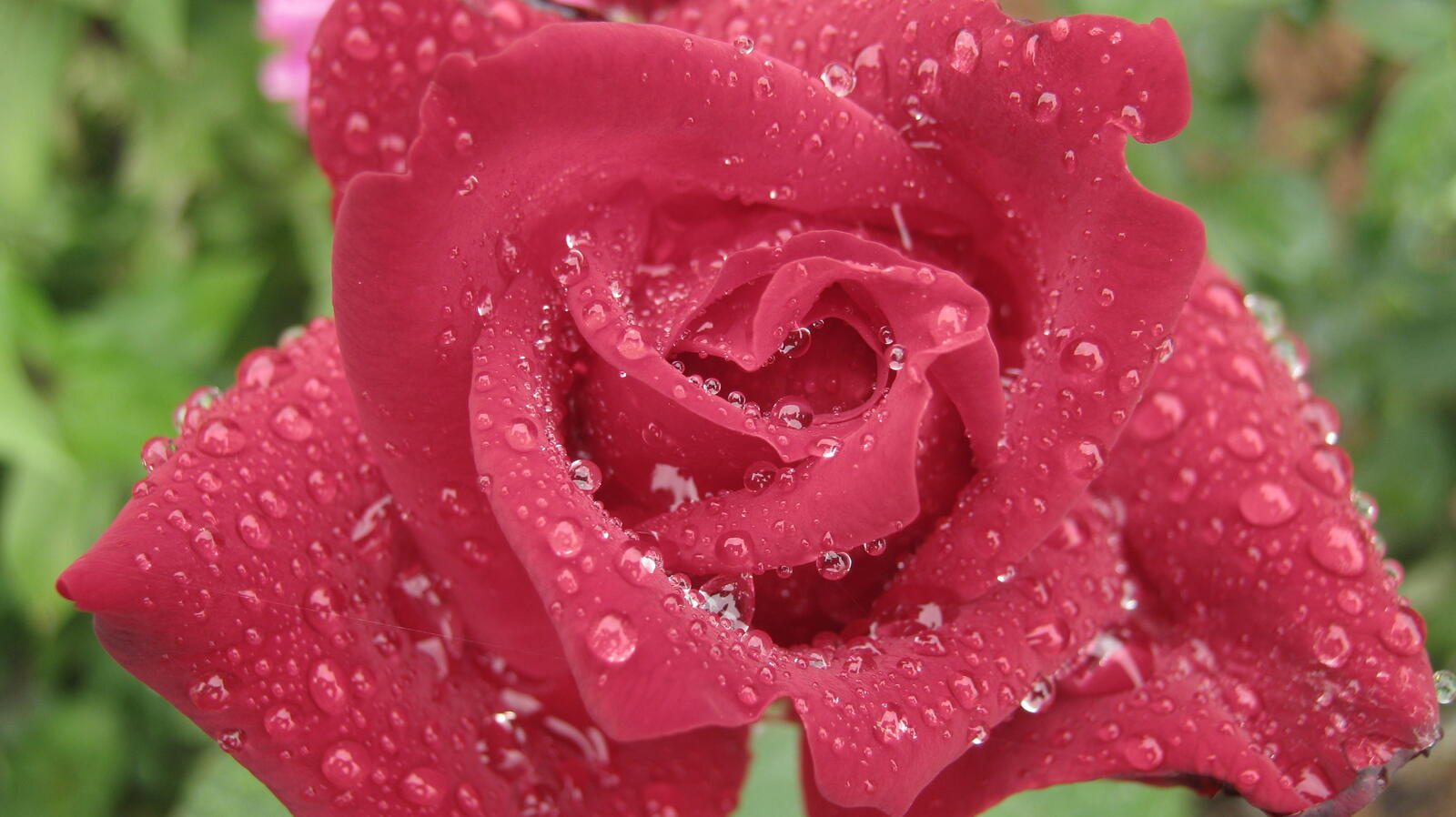 Обои роза розовая цветок на рабочий стол