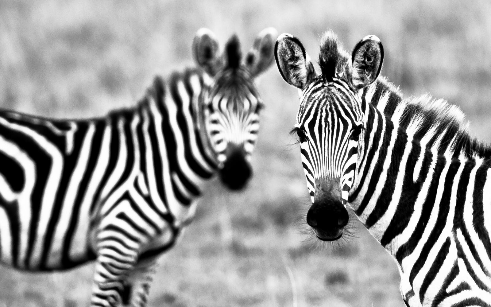 Wallpapers zebra beast africa on the desktop