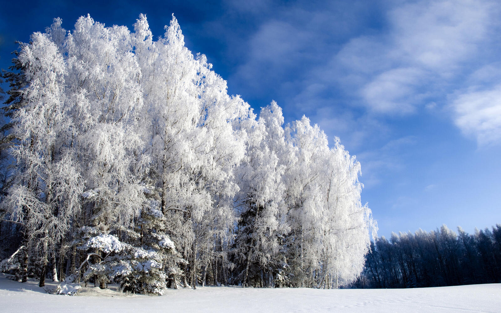 Wallpapers winter frost landscapes on the desktop