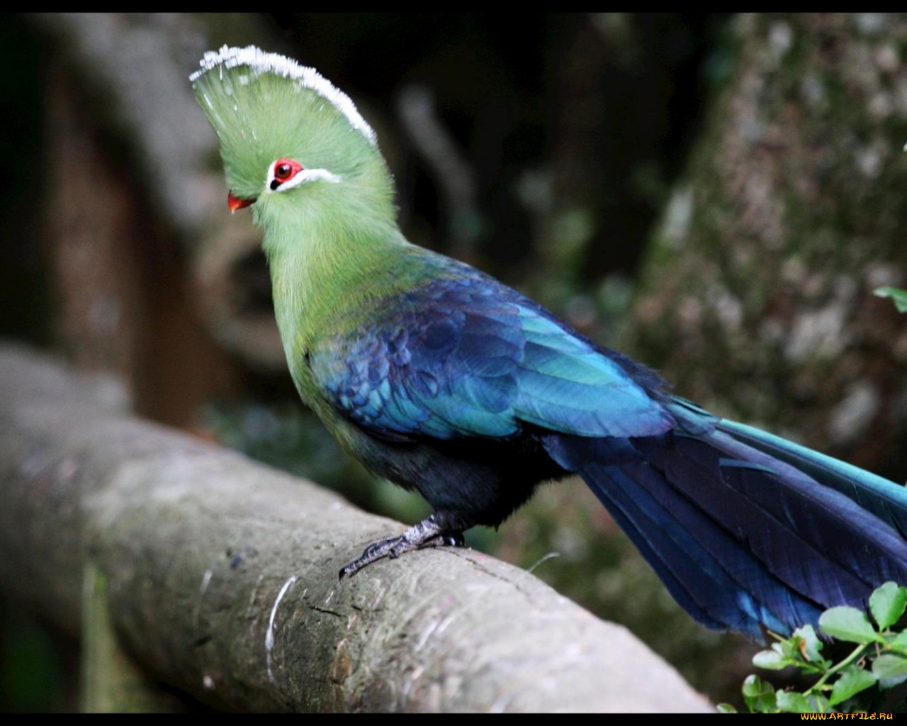 Wallpapers turaco bird forest on the desktop