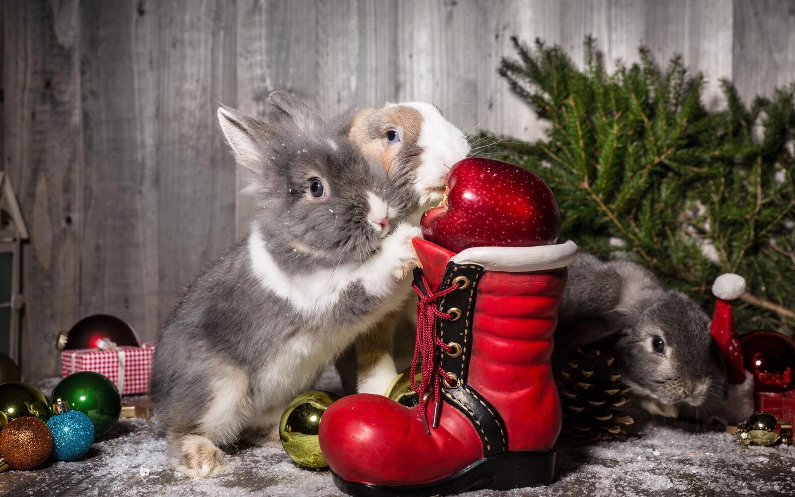 Обои кролик ботинок елка на рабочий стол