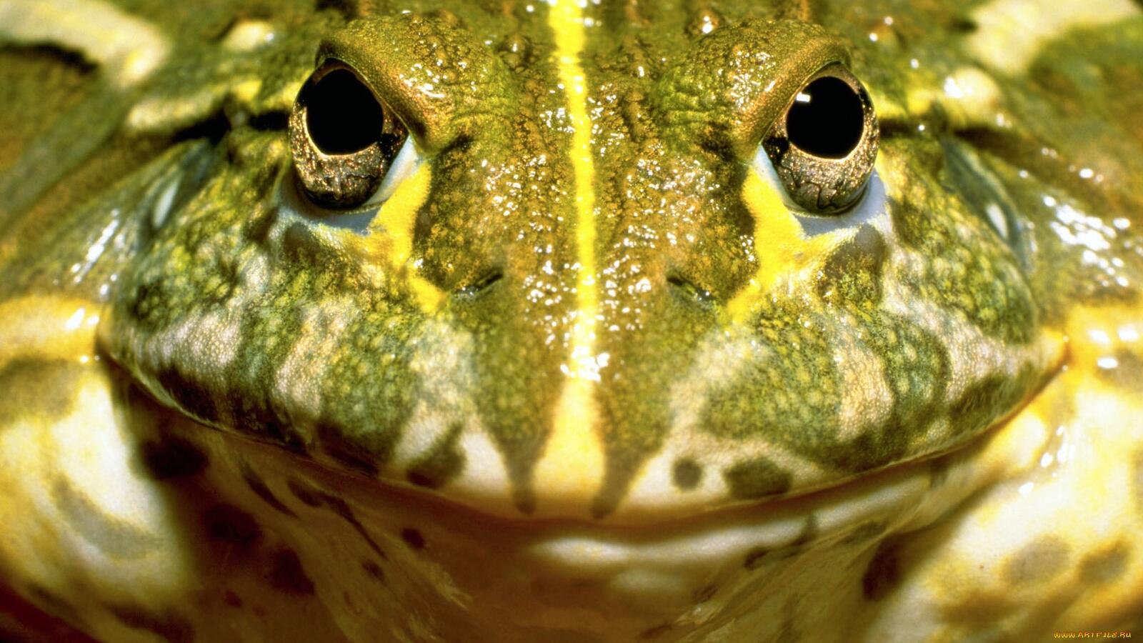 桌面上的壁纸青蛙 绿色的眼睛 口