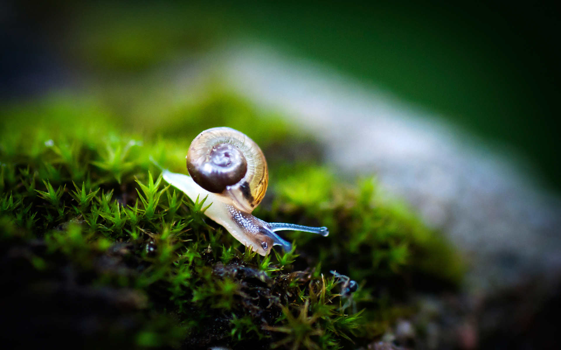 Wallpapers snail shell house on the desktop