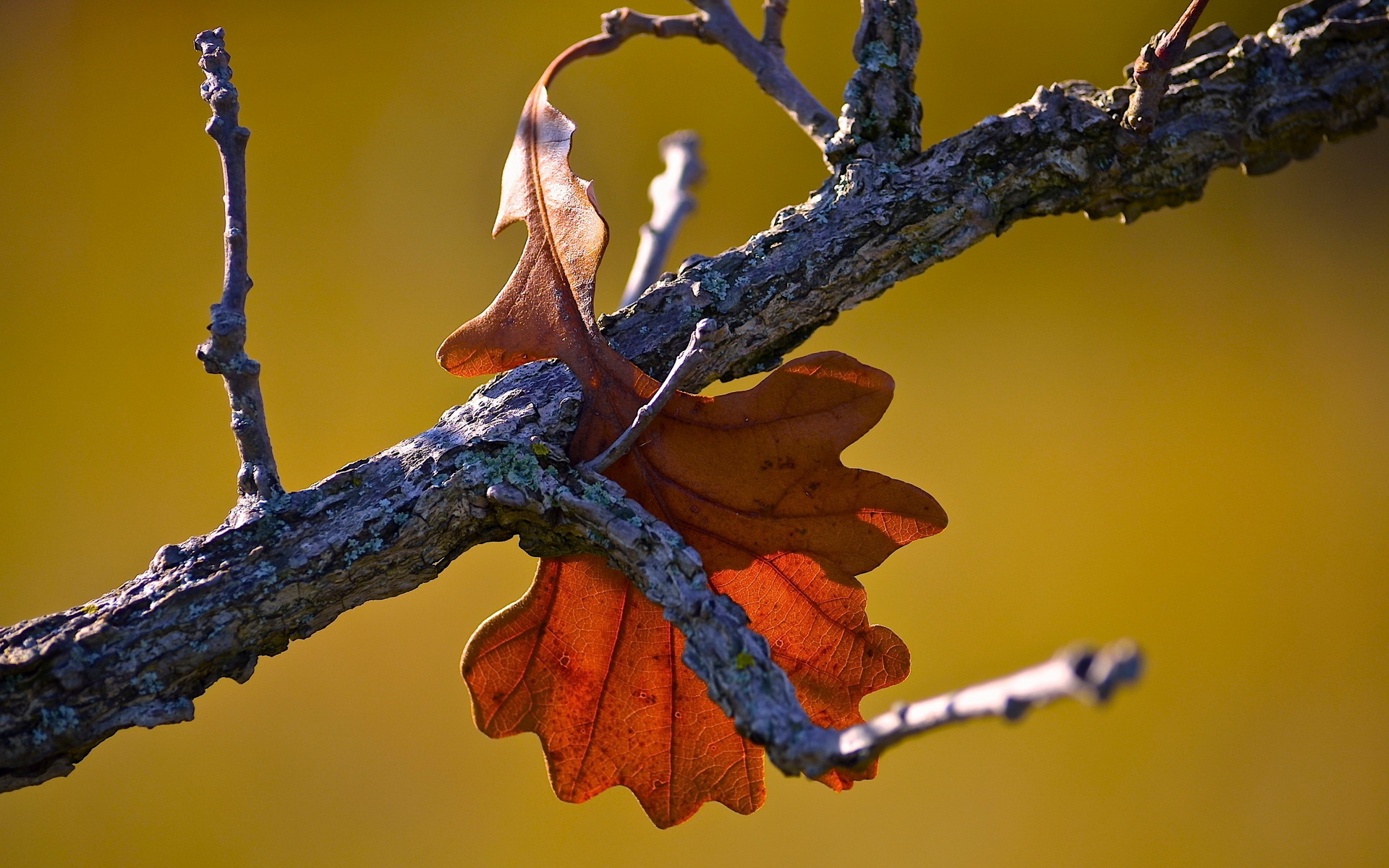 Wallpapers branch leaves autumn on the desktop