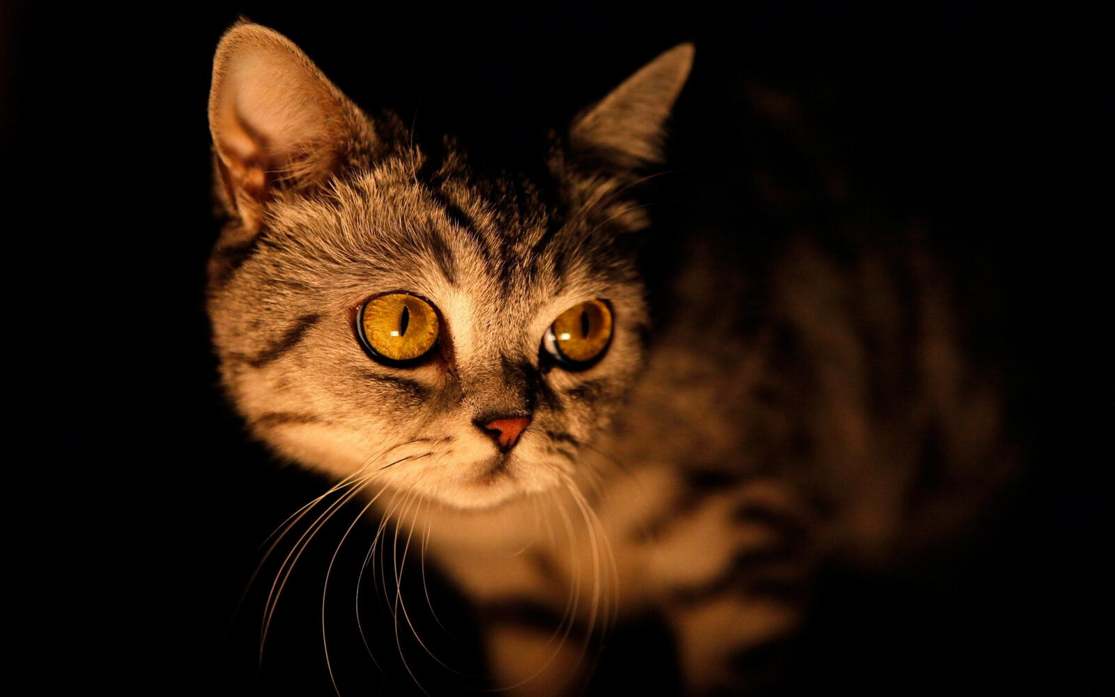 Wallpapers cat face darkness on the desktop