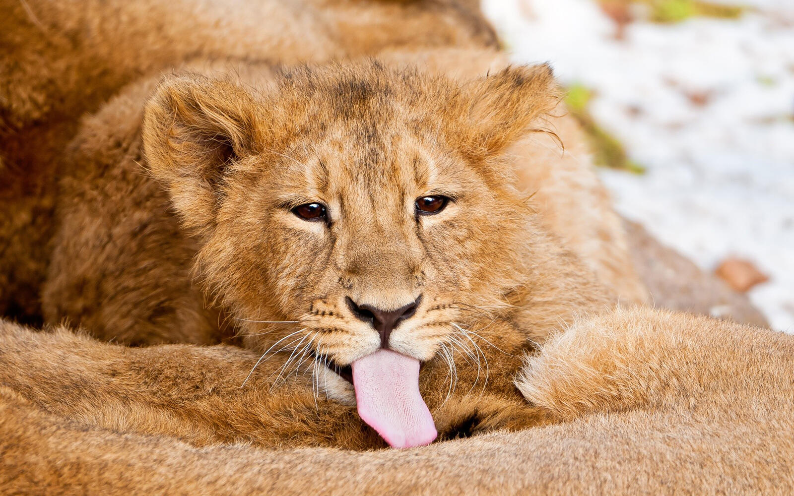 Wallpapers lioness tongue mouth on the desktop
