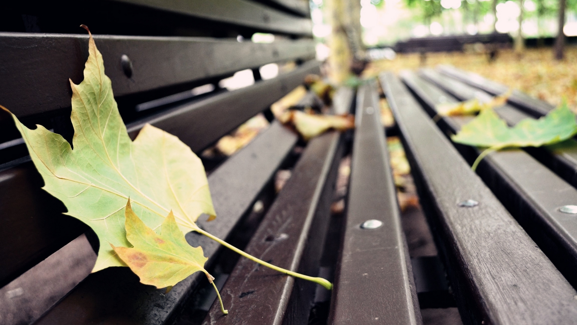 Осенние листья на скамейке