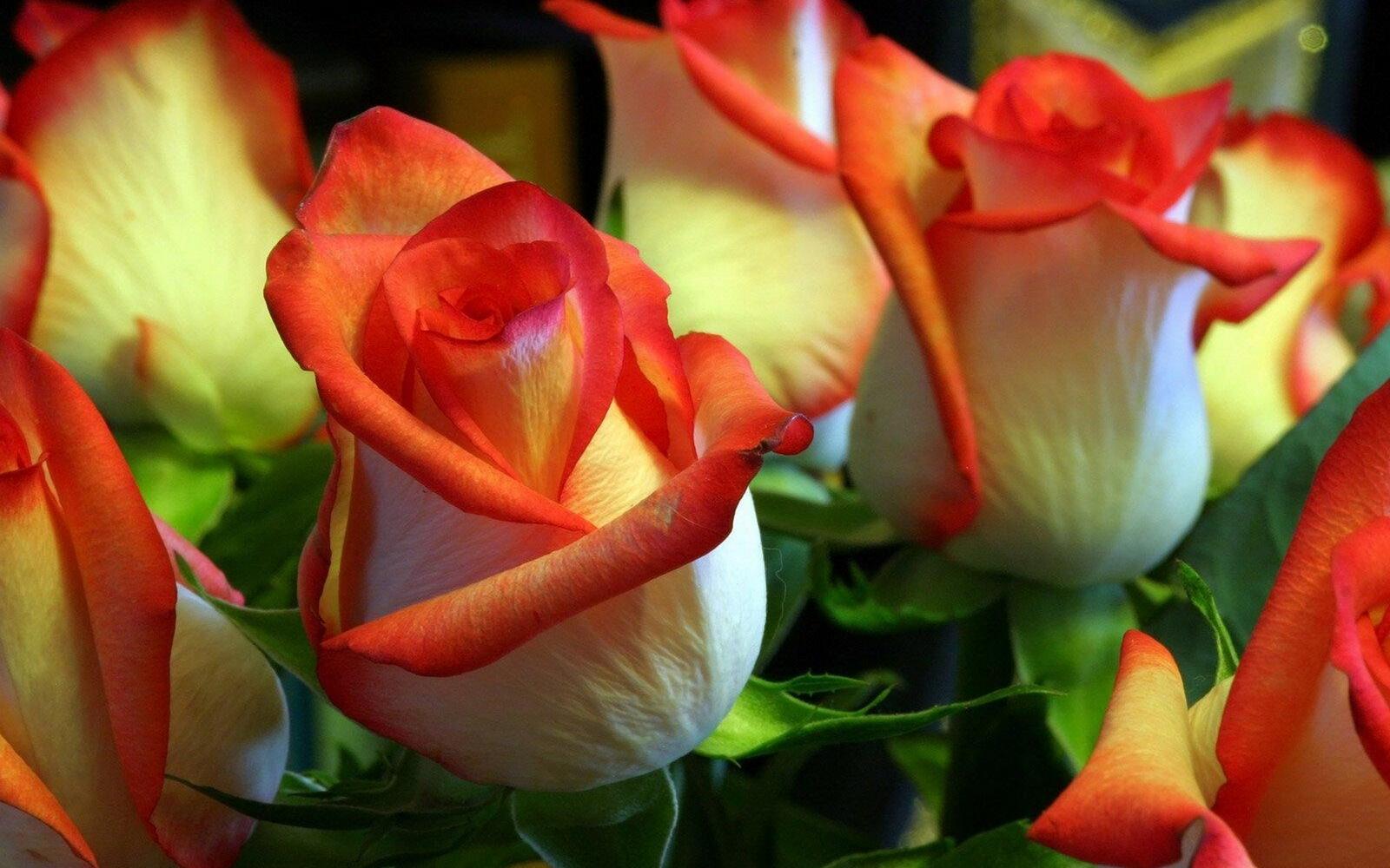 Обои красно-белые лепестки розы на рабочий стол