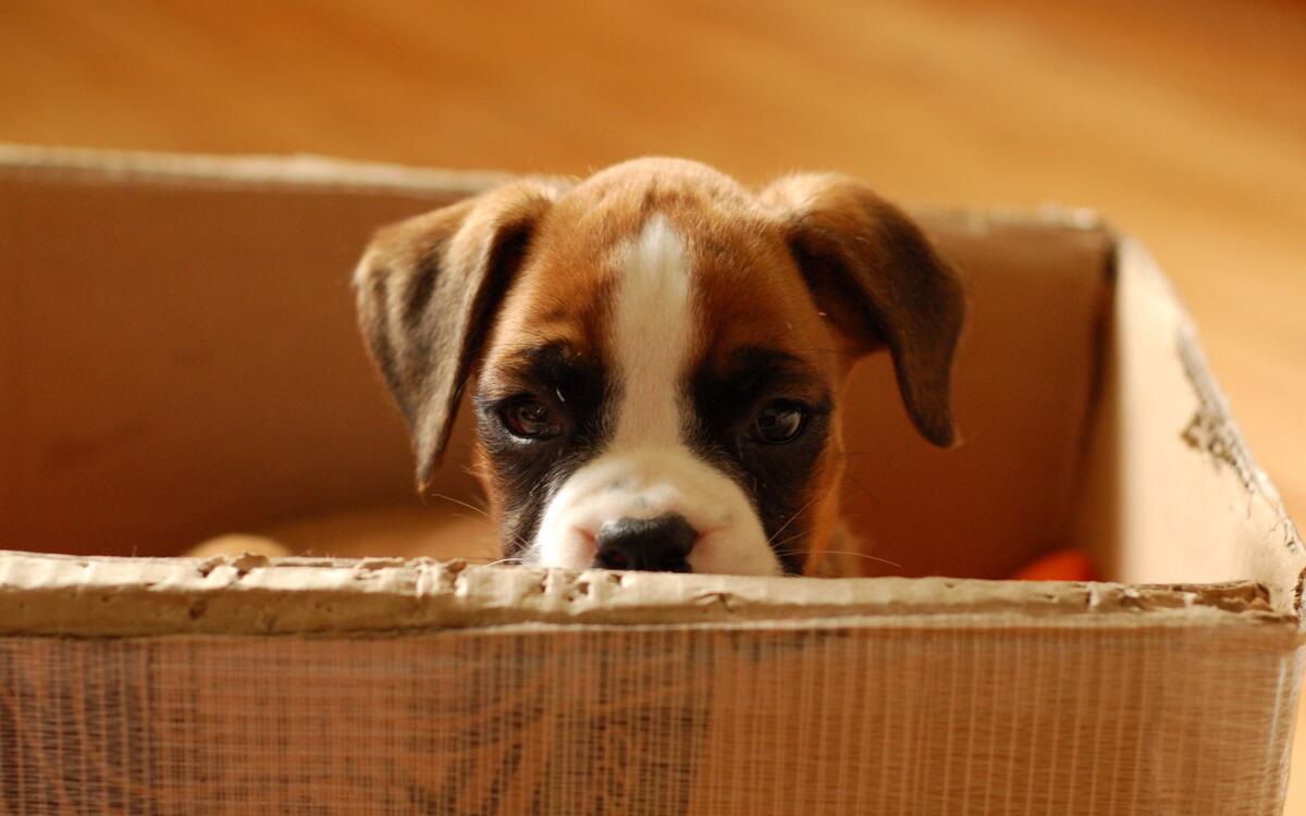 Маленький вислоухий щенок в коробке
