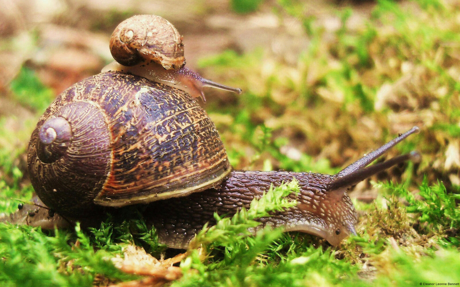 Wallpapers snail big small on the desktop