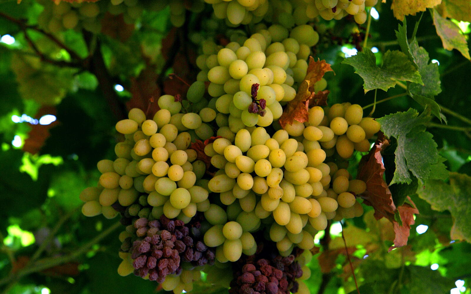 Wallpapers grapes berries fruits on the desktop