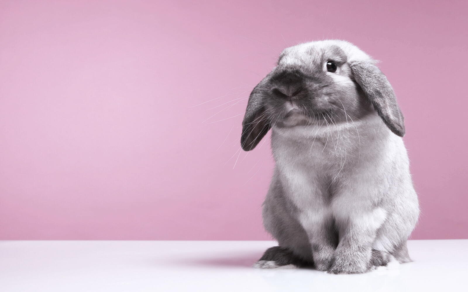 Wallpapers hare fluffy gray on the desktop