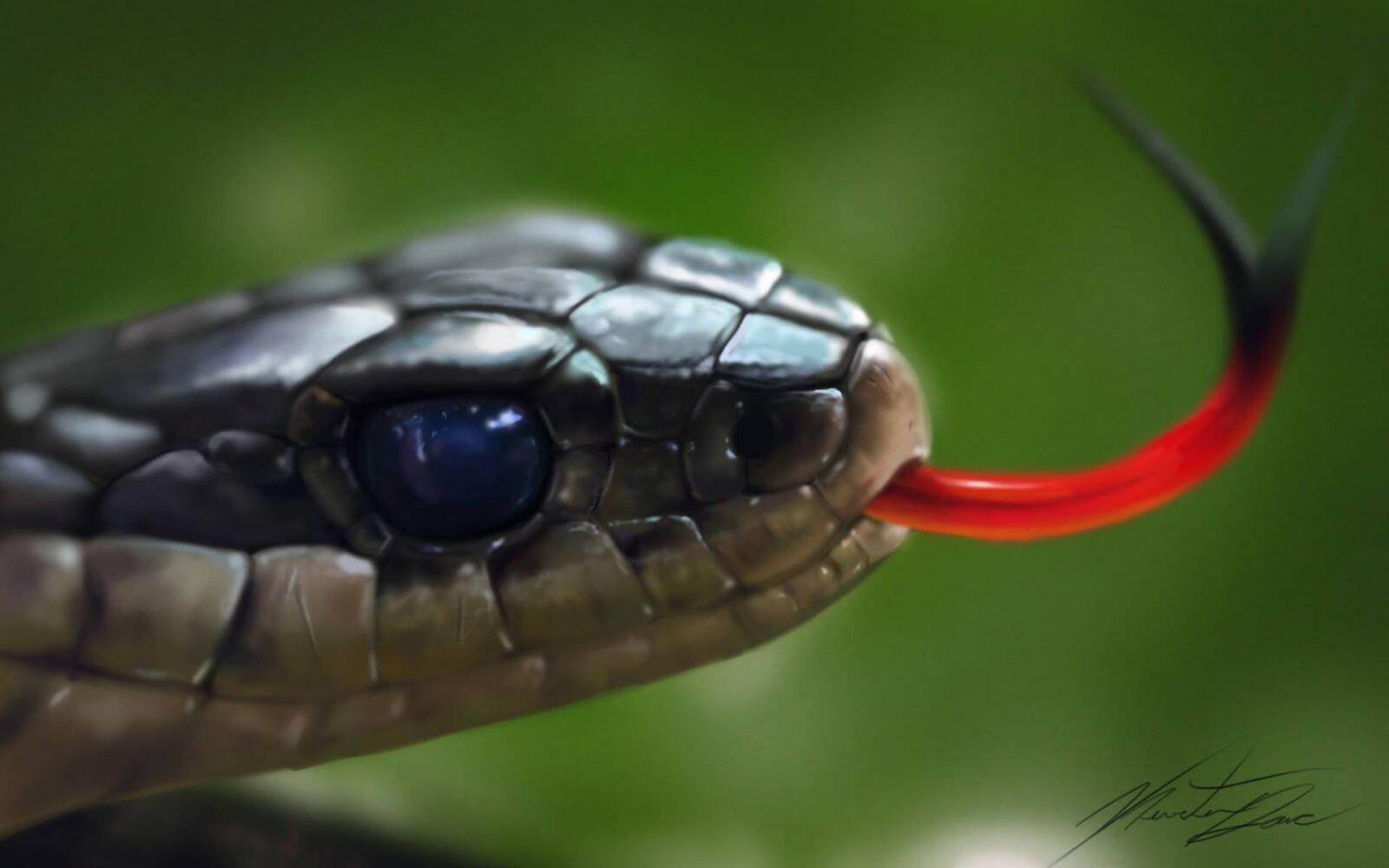 Обои змея красный язык животные на рабочий стол