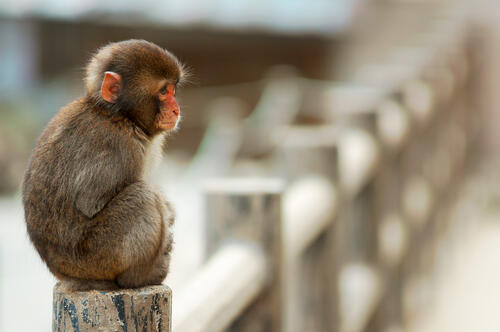 There`s a little monkey sitting on the fence.