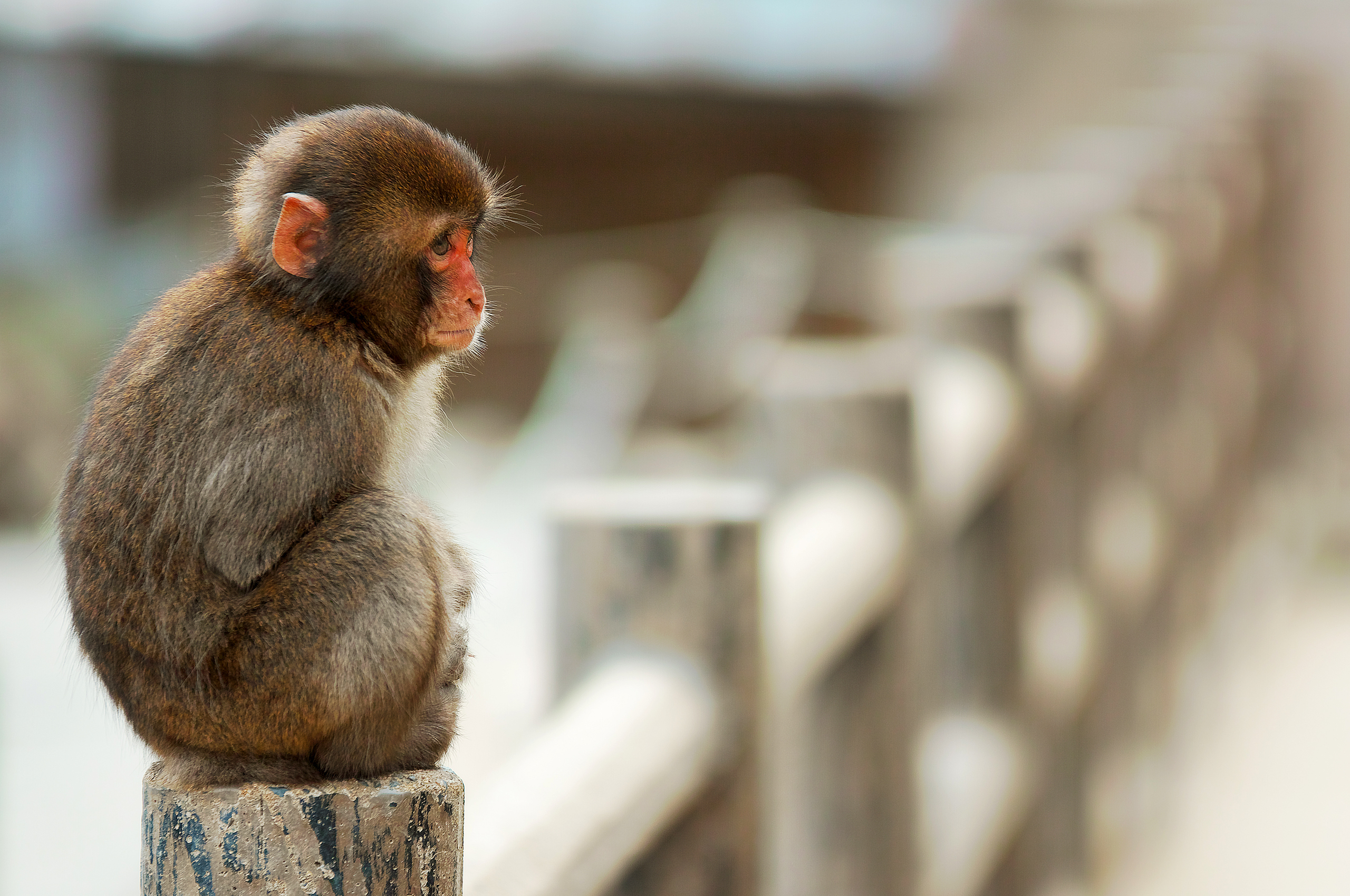 Бесплатное фото Маленькая обезьянка сидит на заборе