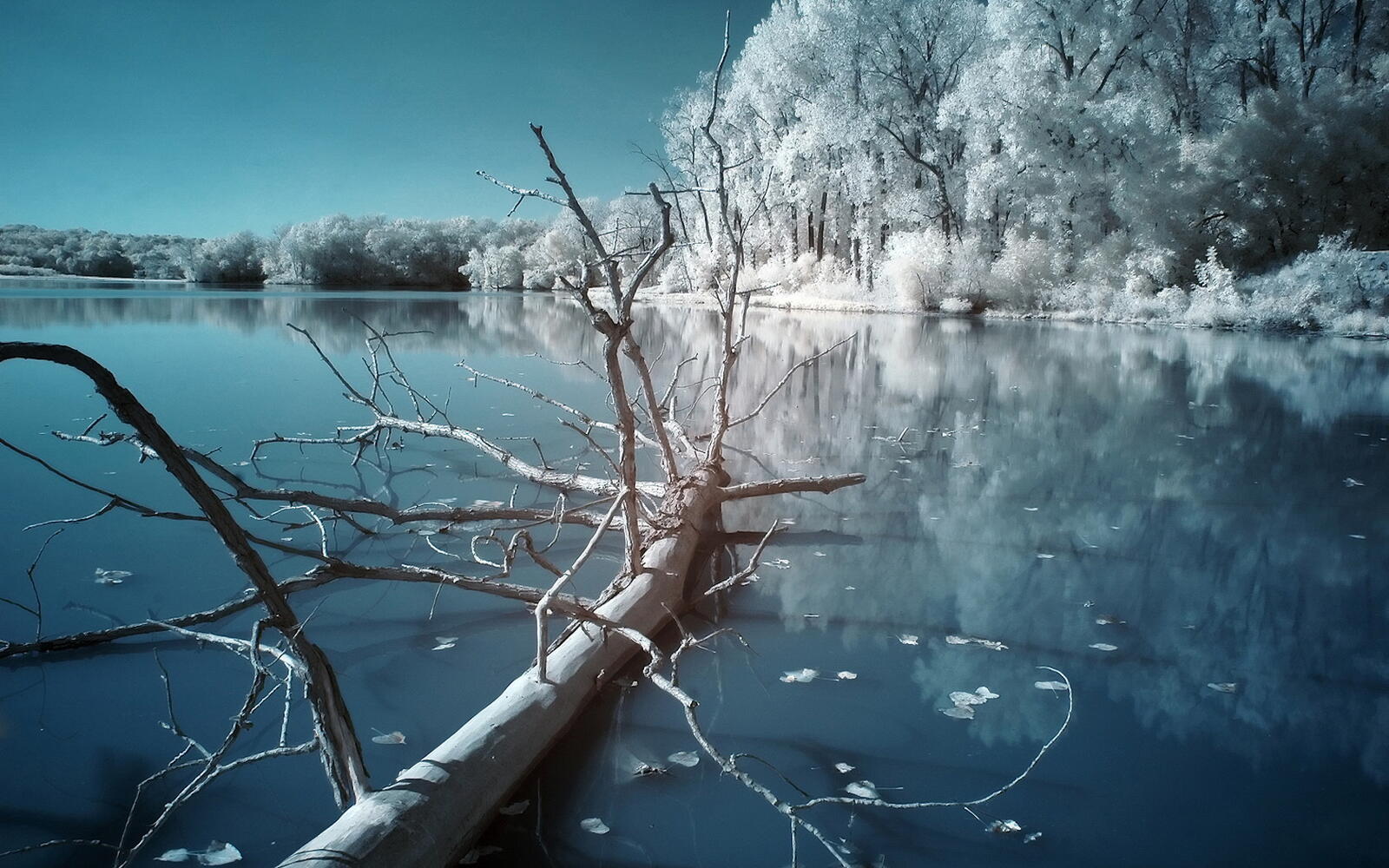 Обои зимнее озеро дерево лед на рабочий стол