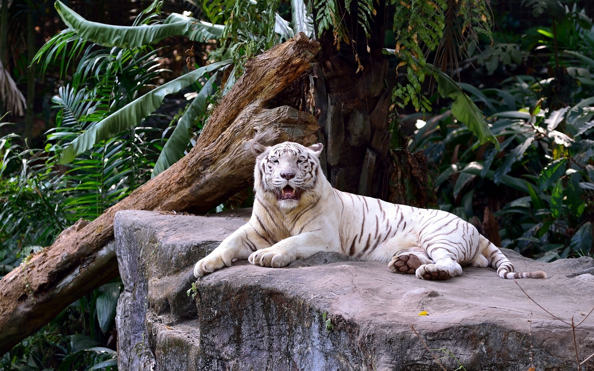 Обои белый тигр бревно большой камень на рабочий стол