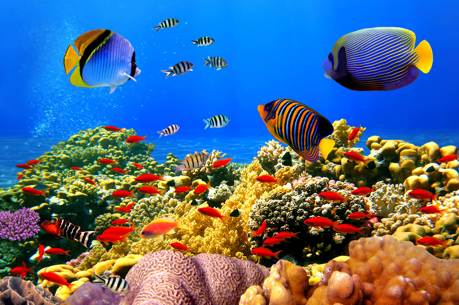 Обои глубины океана рыбы разноцветные на рабочий стол