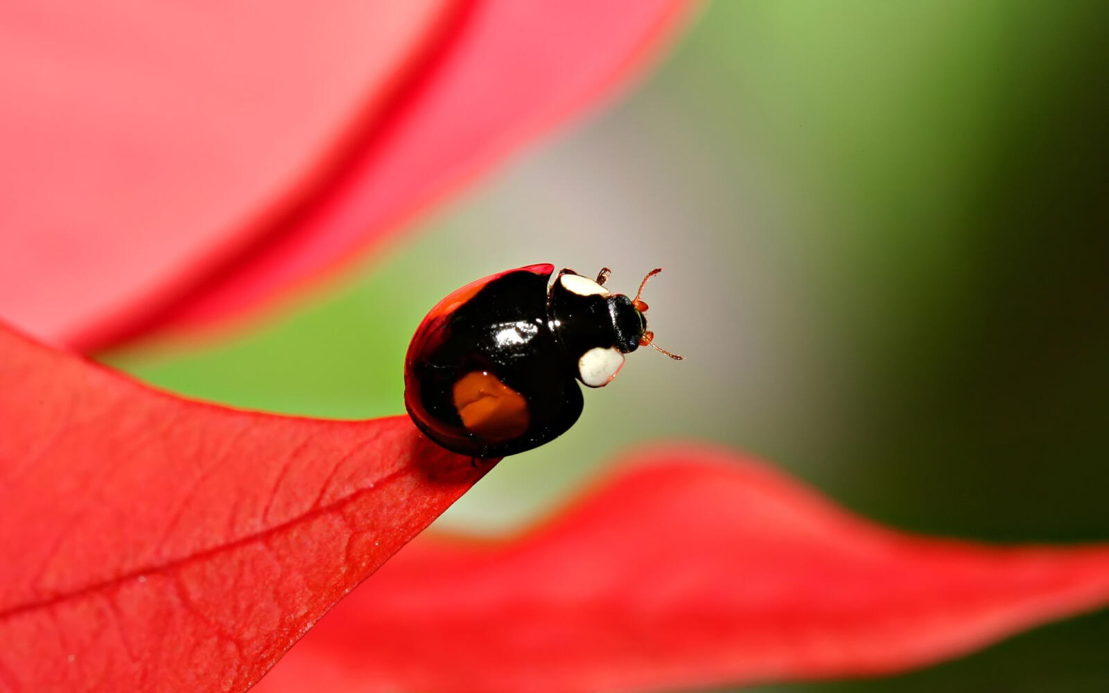 Wallpapers beetle ladybug wings on the desktop
