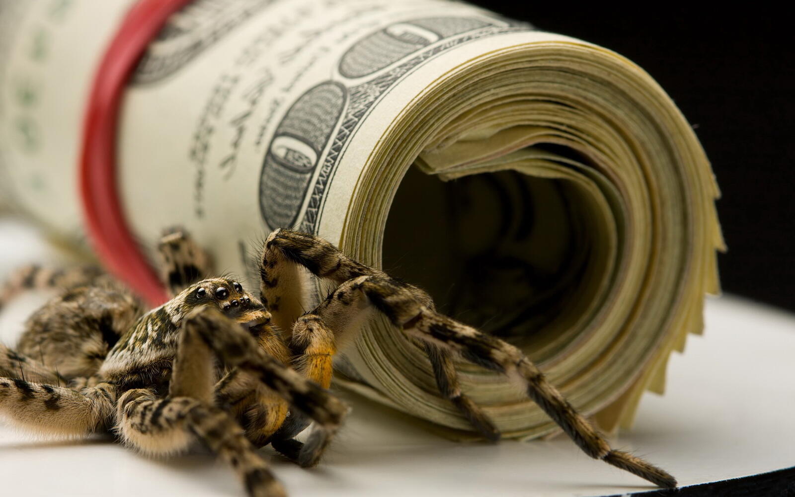 Wallpapers banknotes dollars spider on the desktop