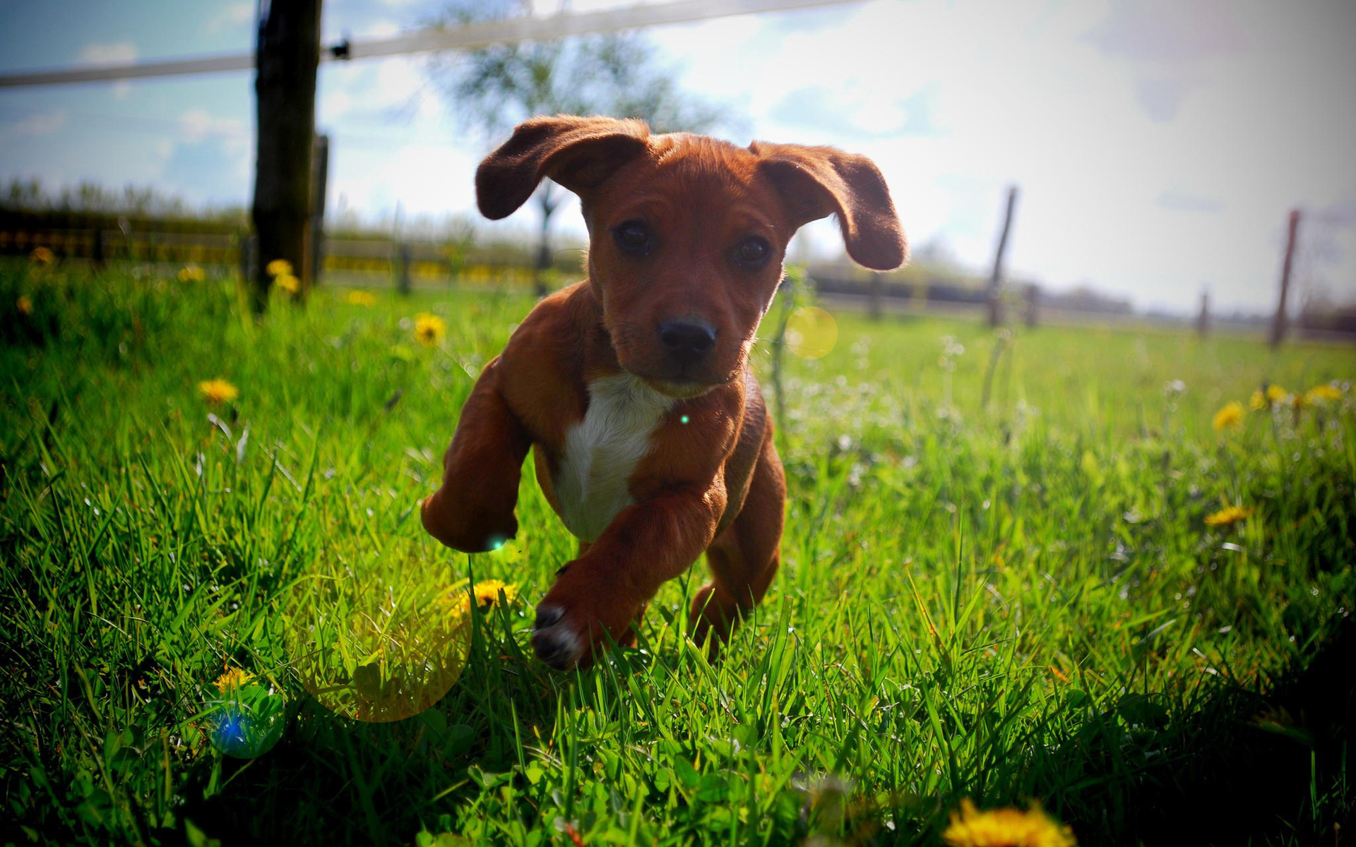 Wallpapers puppy playing grass on the desktop