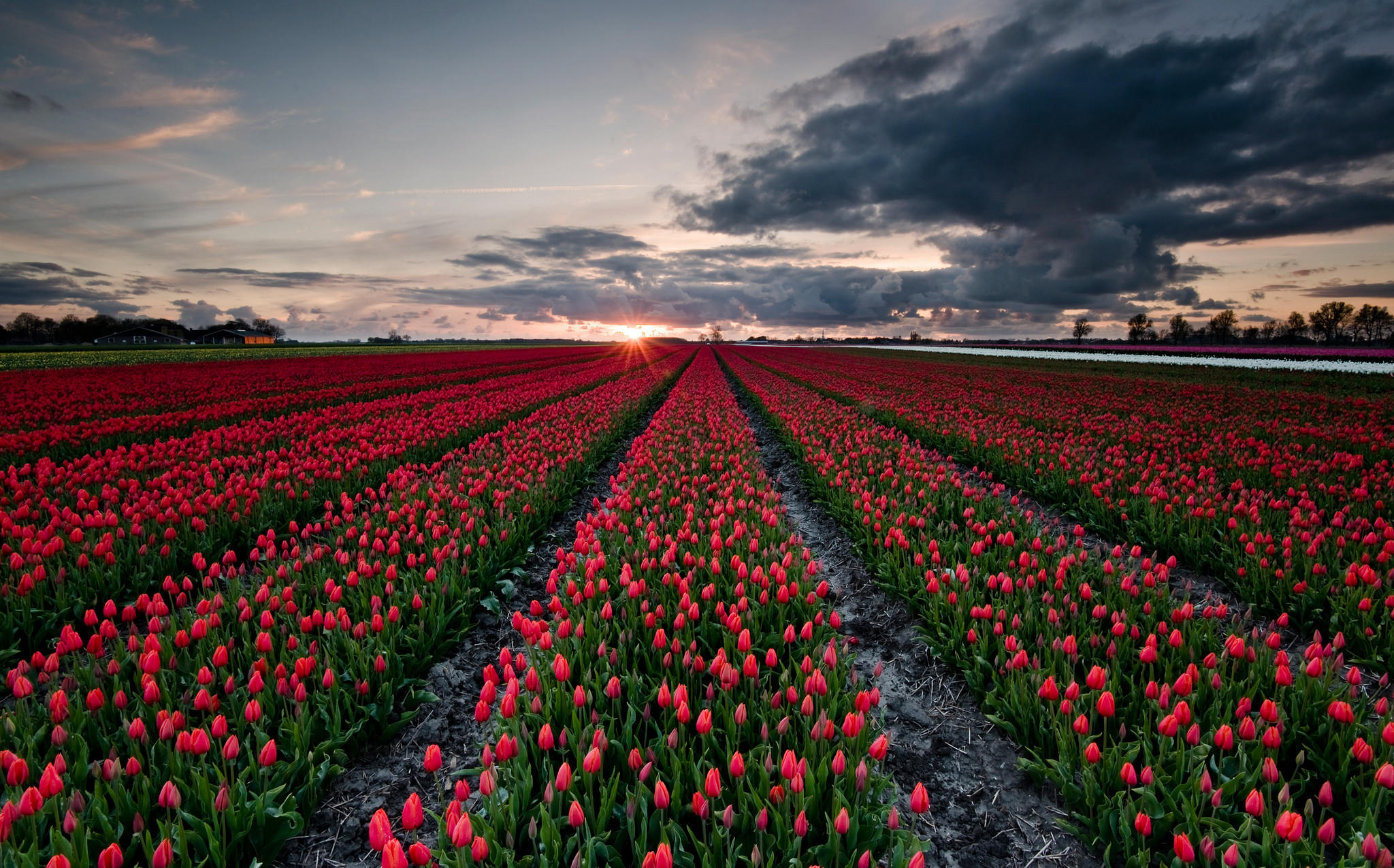 Где находится тюльпановое поле. Тюльпановые поля в Нидерландах. Тюльпановое поле Голландия закат. Тюльпановое поле в Голландии. Тюльпановые поля в Калининграде.