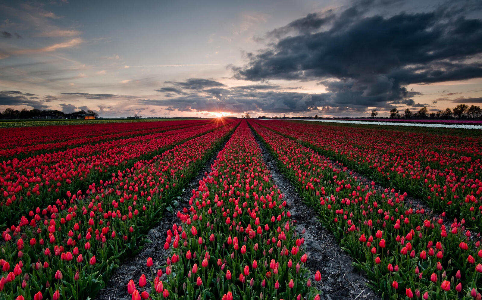 Wallpapers tulips landscape field on the desktop