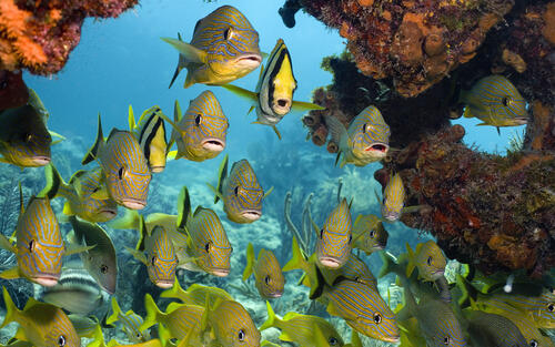 рыбы море риф
