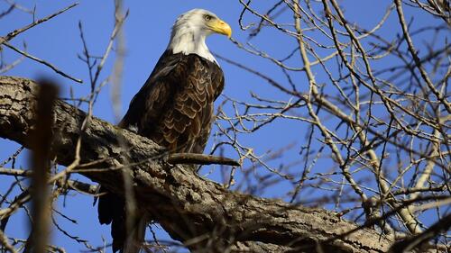 A white-headed eagle sits on the branch of a tree.