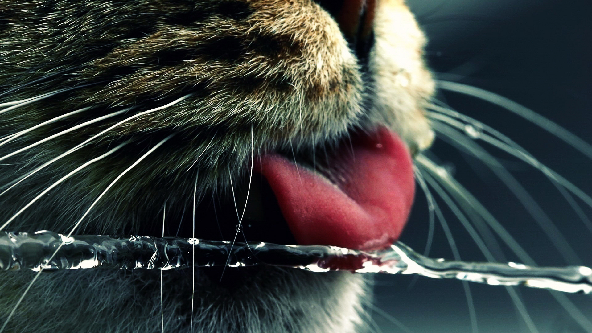 Фото бесплатно кот, усы, нос