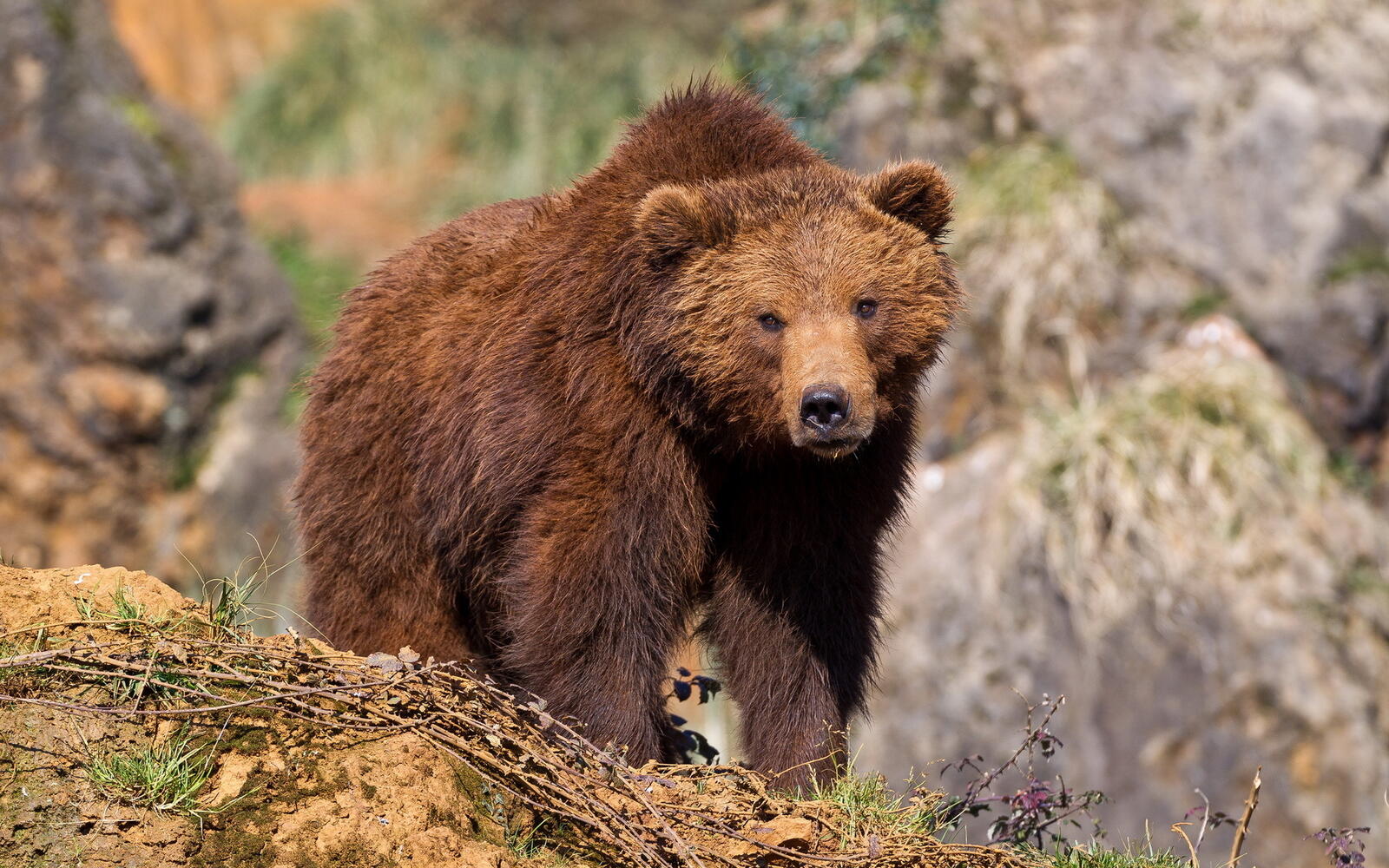 Обои медведь хищник охотник на рабочий стол