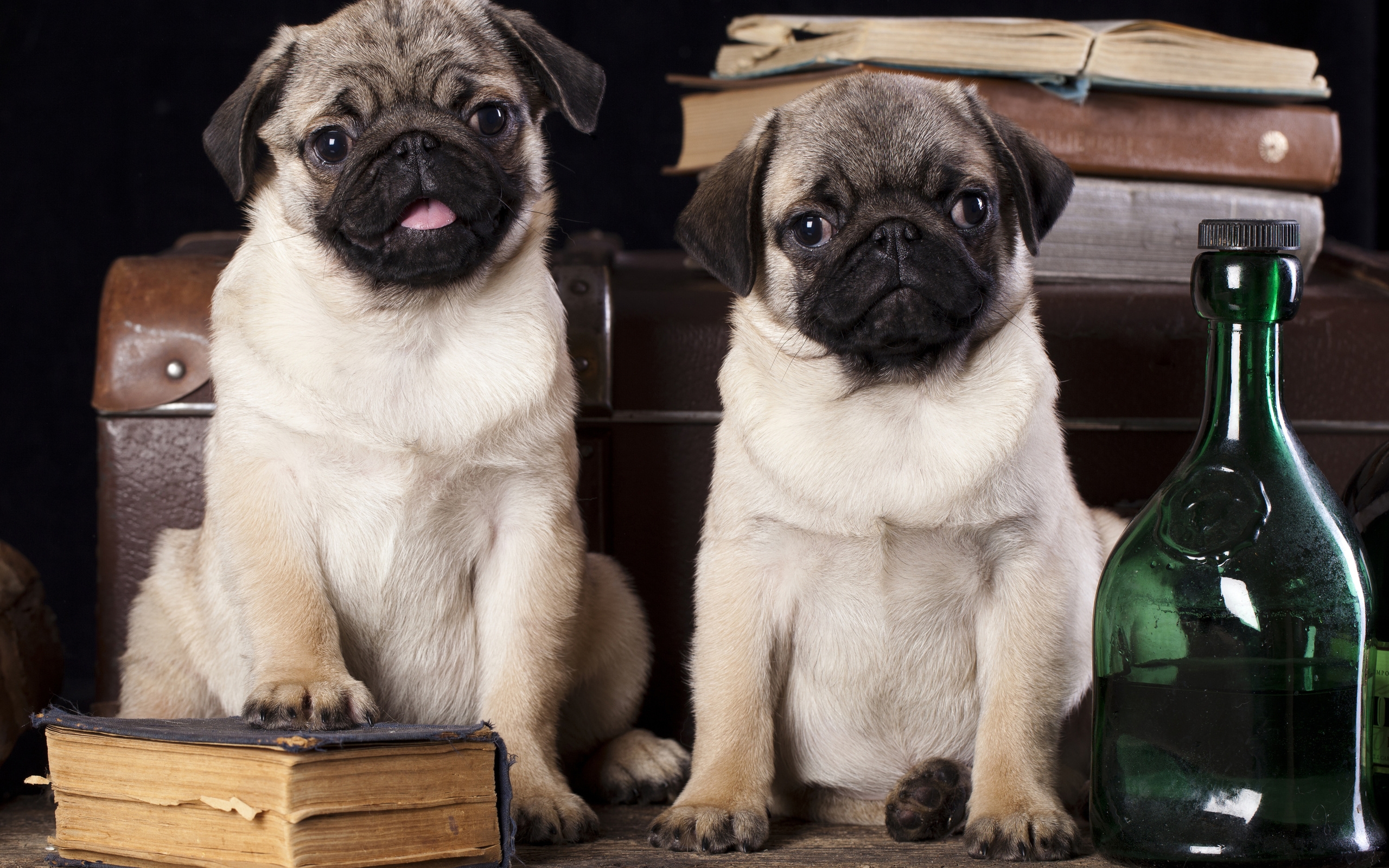 Wallpapers pugs pair muzzle on the desktop