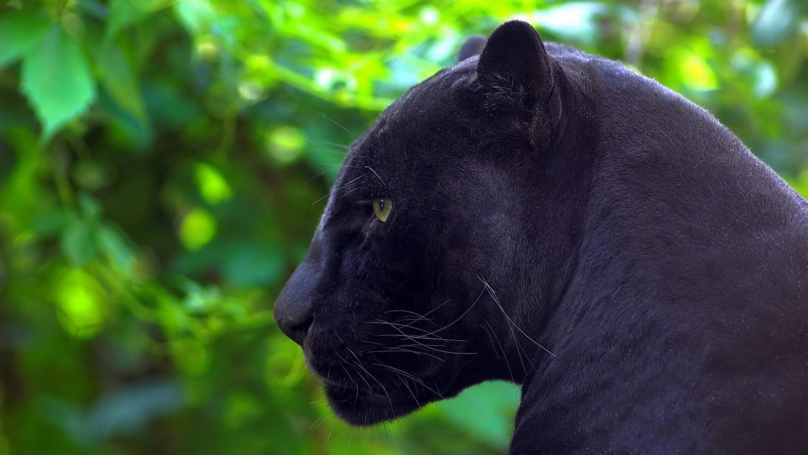 Wallpapers panther beast wild on the desktop