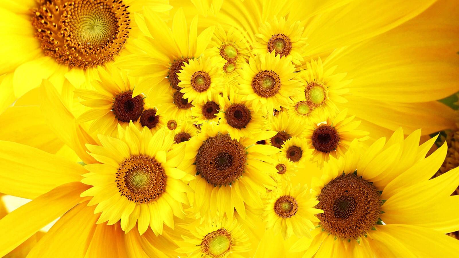 Wallpapers sunflower petals yellow on the desktop