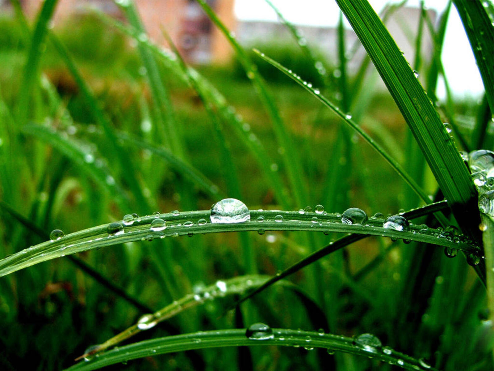 Wallpapers drops after a rain on a grass on the desktop
