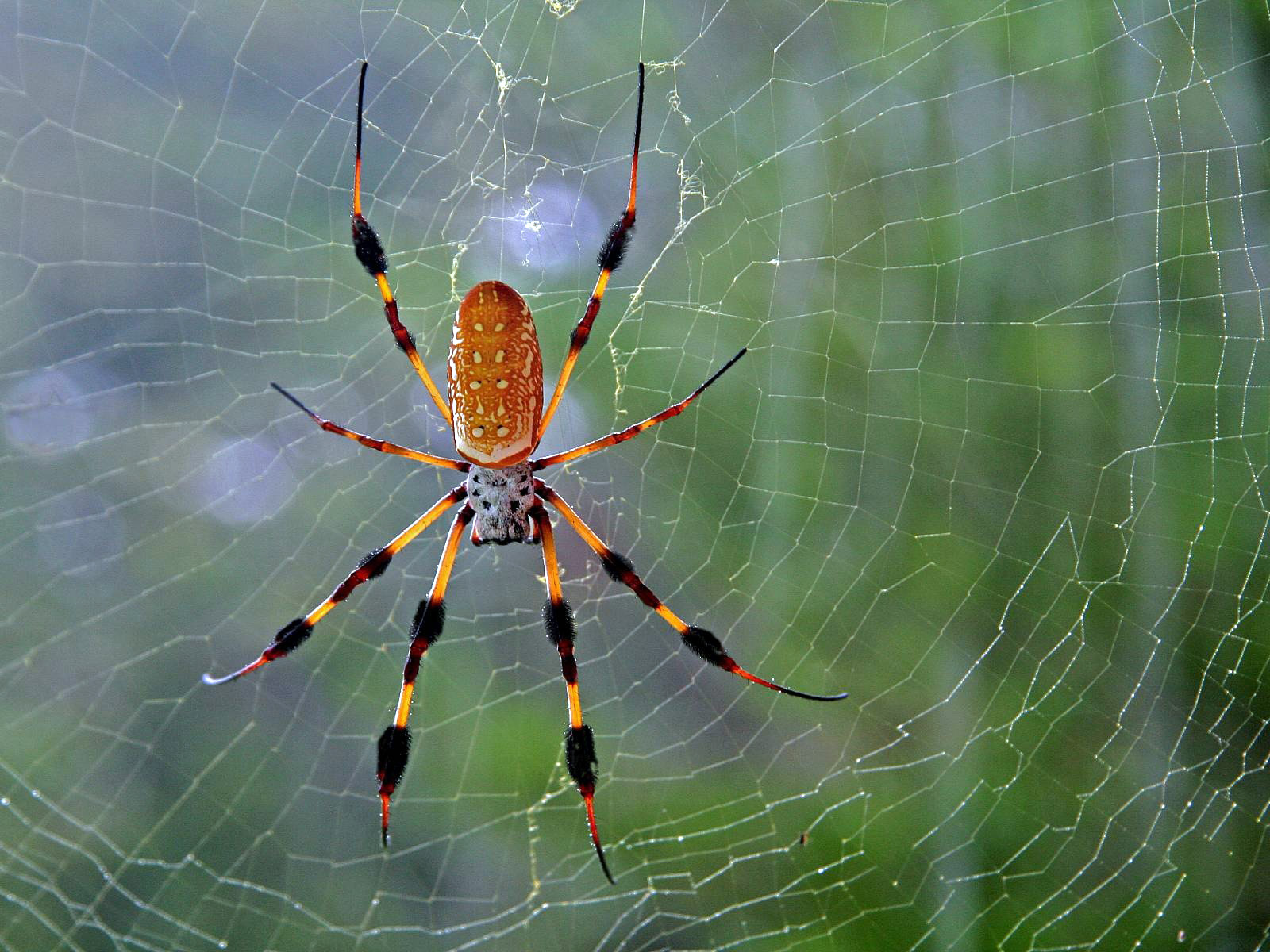 Фото бесплатно spider, паутина, разноцветный