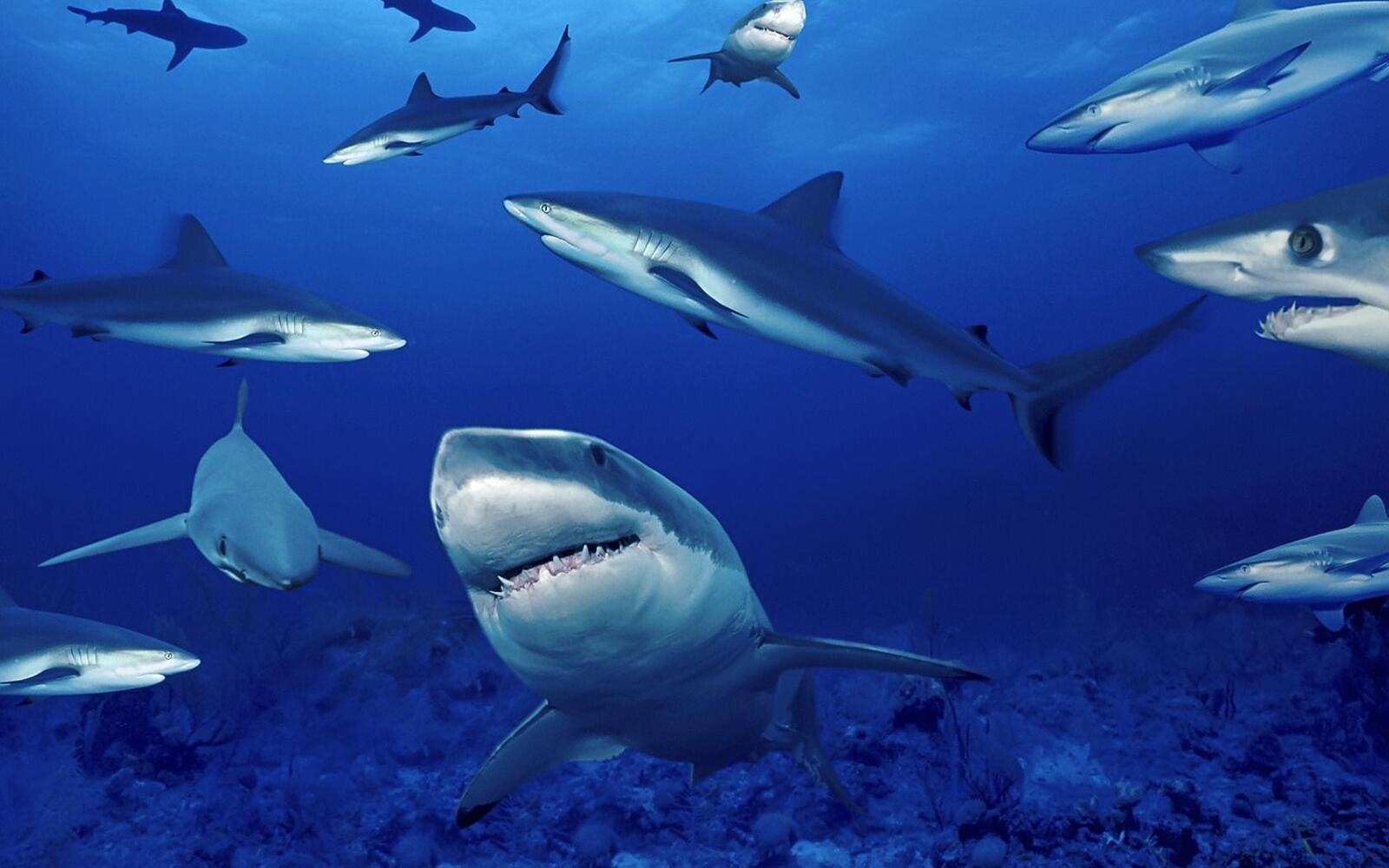 Обои акулы океан глубина на рабочий стол