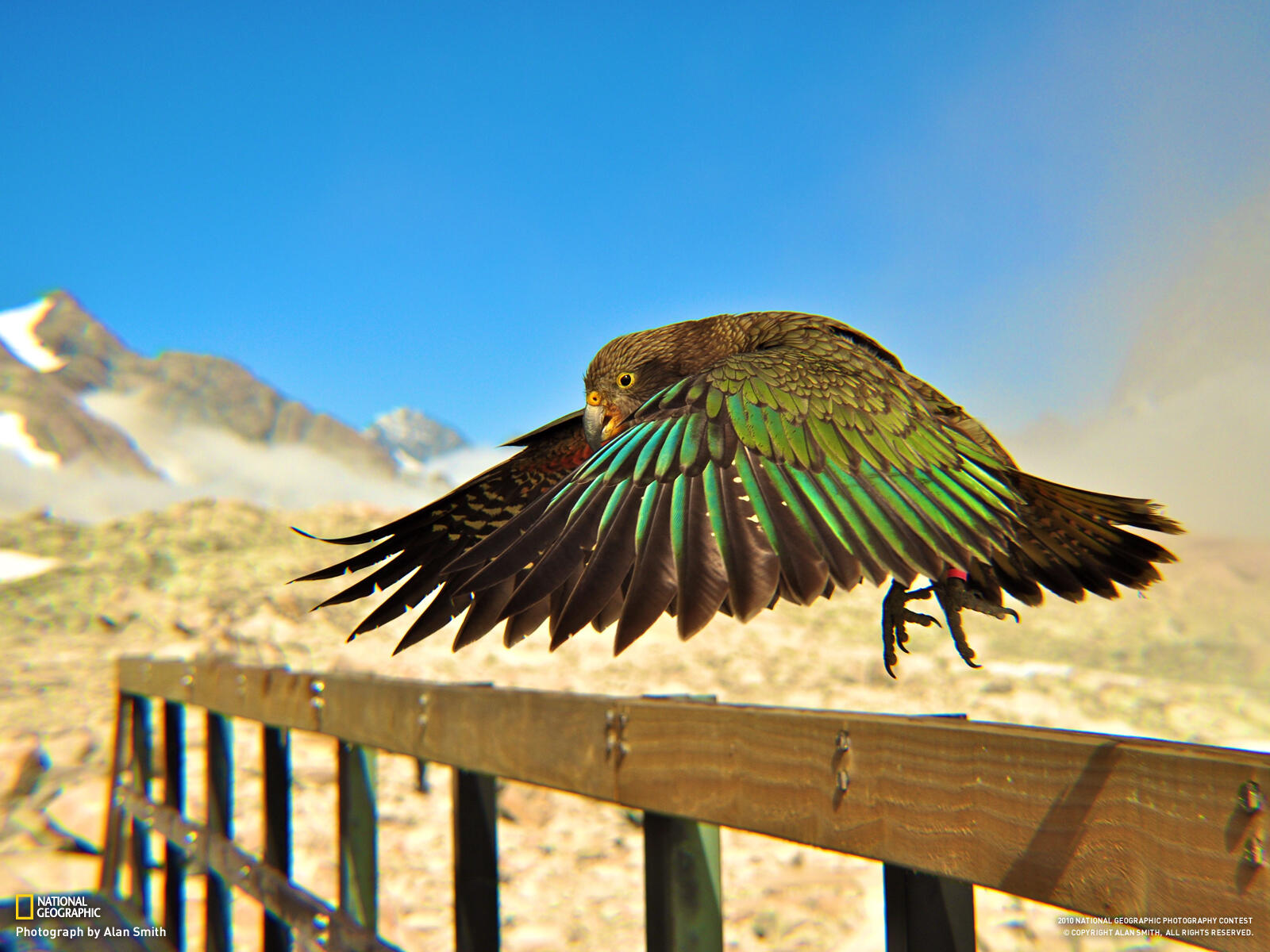 Wallpapers parrot Kea national geographic on the desktop