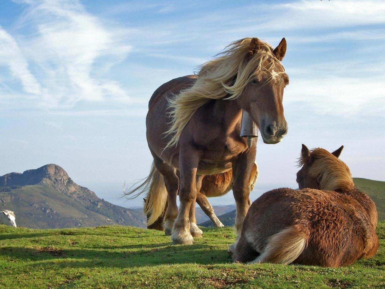 Лошади в горах. Лошадки фото. Картинки лошадей красивые. Лошади на рабочий стол.